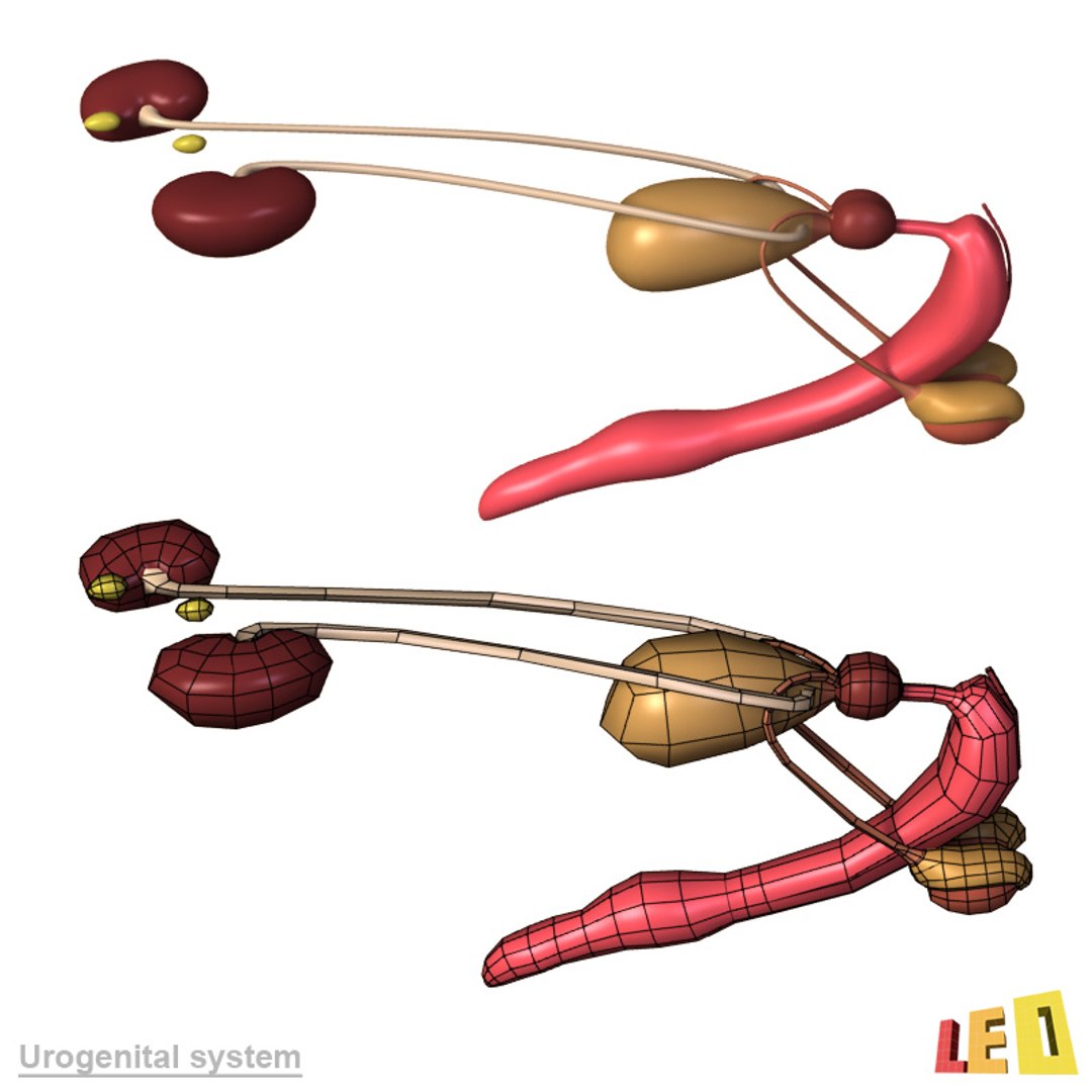 dog anatomy dalmatian 3ds https://p.turbosquid.com/ts-thumb/f9/7MEuZe/ddLFYy2K/dog_anatomy_leo3dmodels_19/jpg/1359715572/1920x1080/fit_q87/da561a4981c858138ca47b0885db92e57d0d456d/dog_anatomy_leo3dmodels_19.jpg