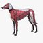 Dog Anatomy (Dalmatian)_Color