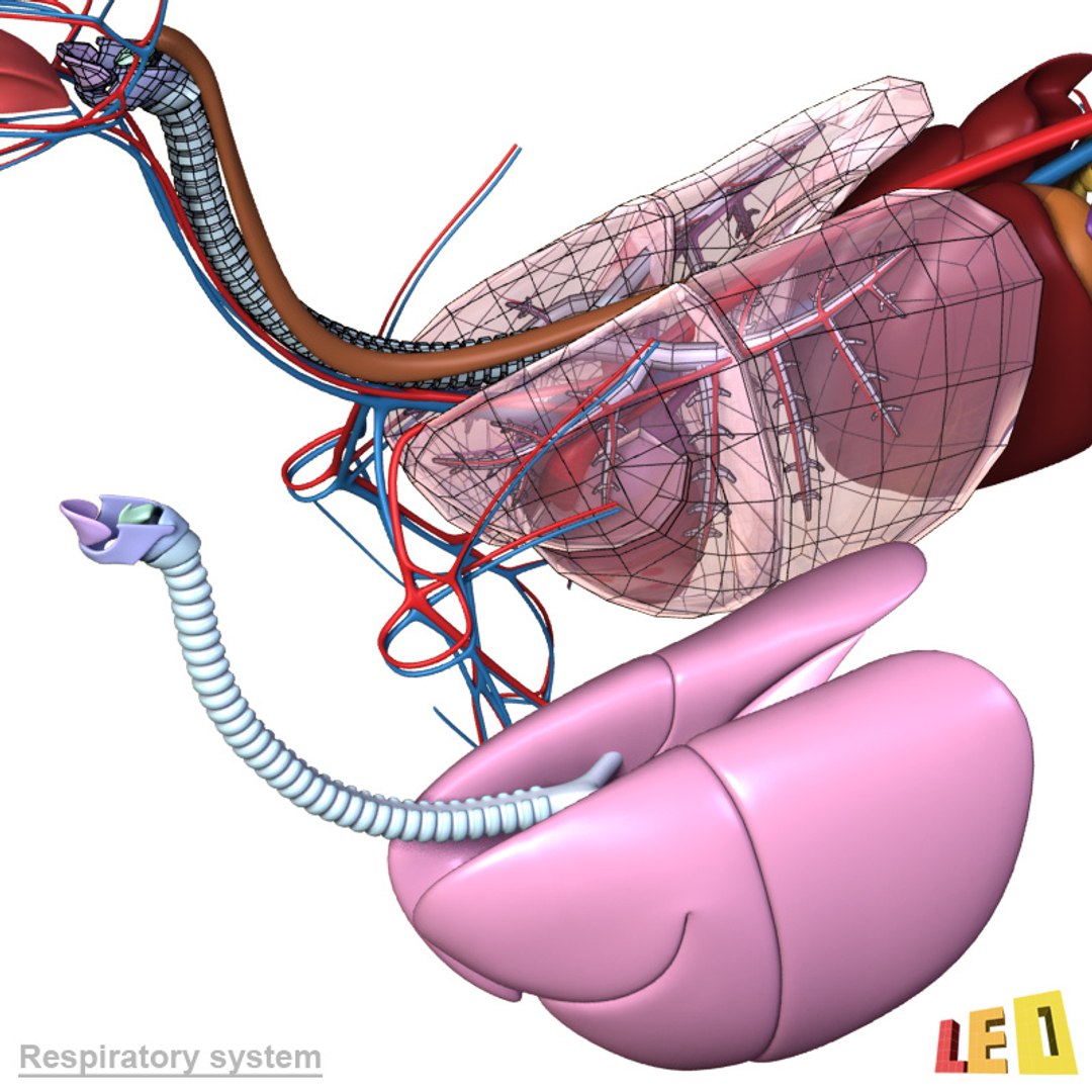 dog anatomy dalmatian 3ds https://p.turbosquid.com/ts-thumb/f9/7MEuZe/jwrIYjNK/dog_anatomy_leo3dmodels_17/jpg/1359715572/1920x1080/fit_q87/2900f9d22b524cd1800abd06b7745fd69da41022/dog_anatomy_leo3dmodels_17.jpg