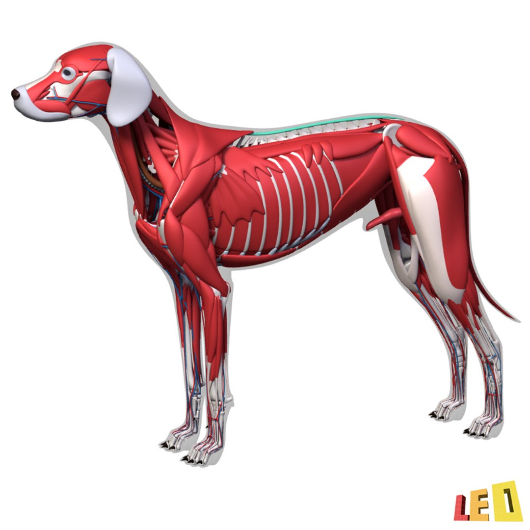 dog anatomy dalmatian 3ds https://p.turbosquid.com/ts-thumb/f9/7MEuZe/kDkaLKqi/dog_anatomy_leo3dmodels_04/jpg/1359715572/1920x1080/fit_q87/175c90fc232db6c5fc5964985458c56c39815518/dog_anatomy_leo3dmodels_04.jpg