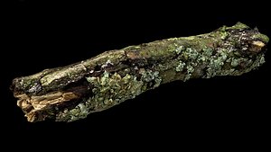 branch broken part tree photogrammetry FREE 3D model