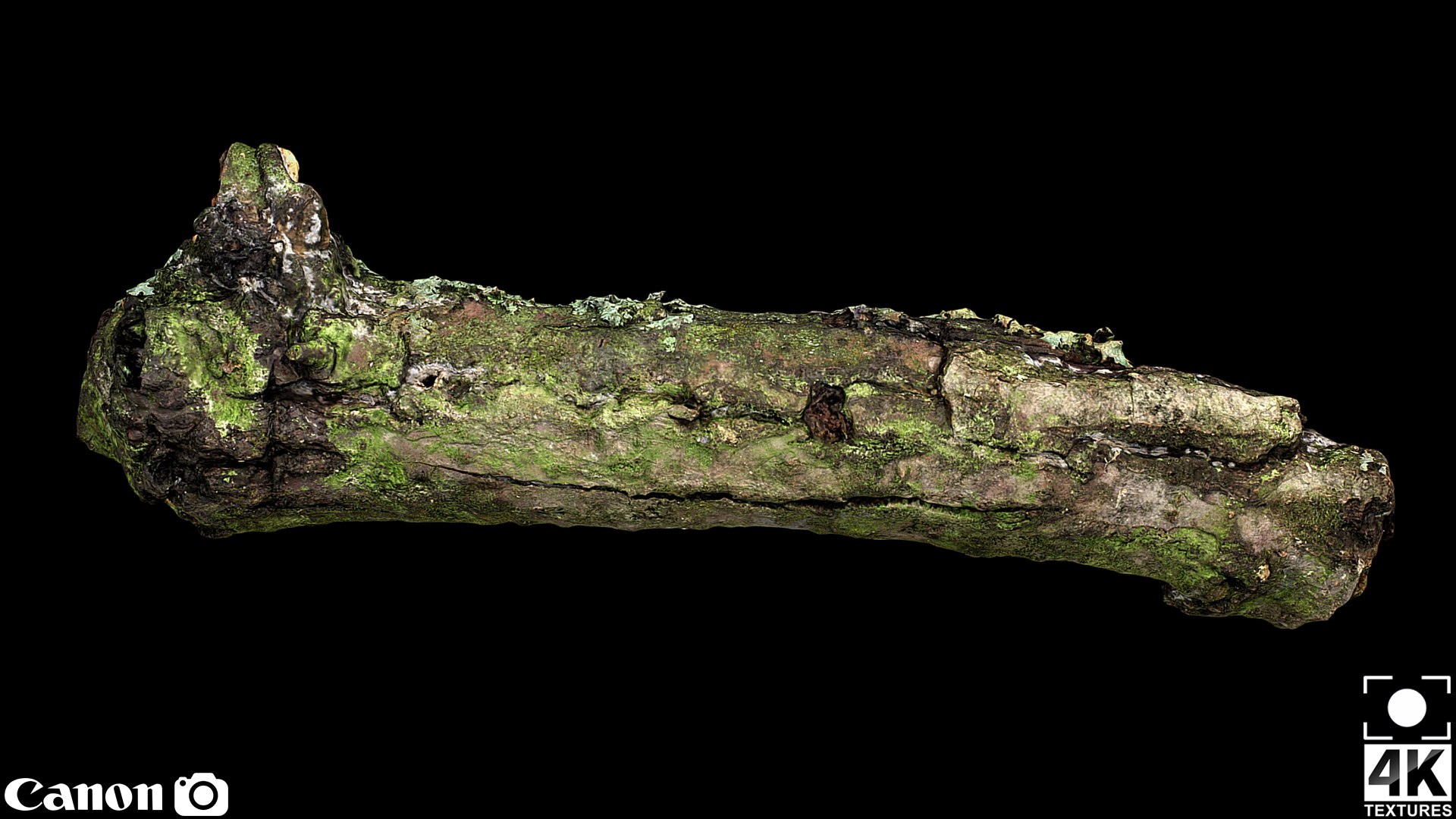 Free Branch Broken Part Tree Photogrammetry FREE 3D Model - TurboSquid ...
