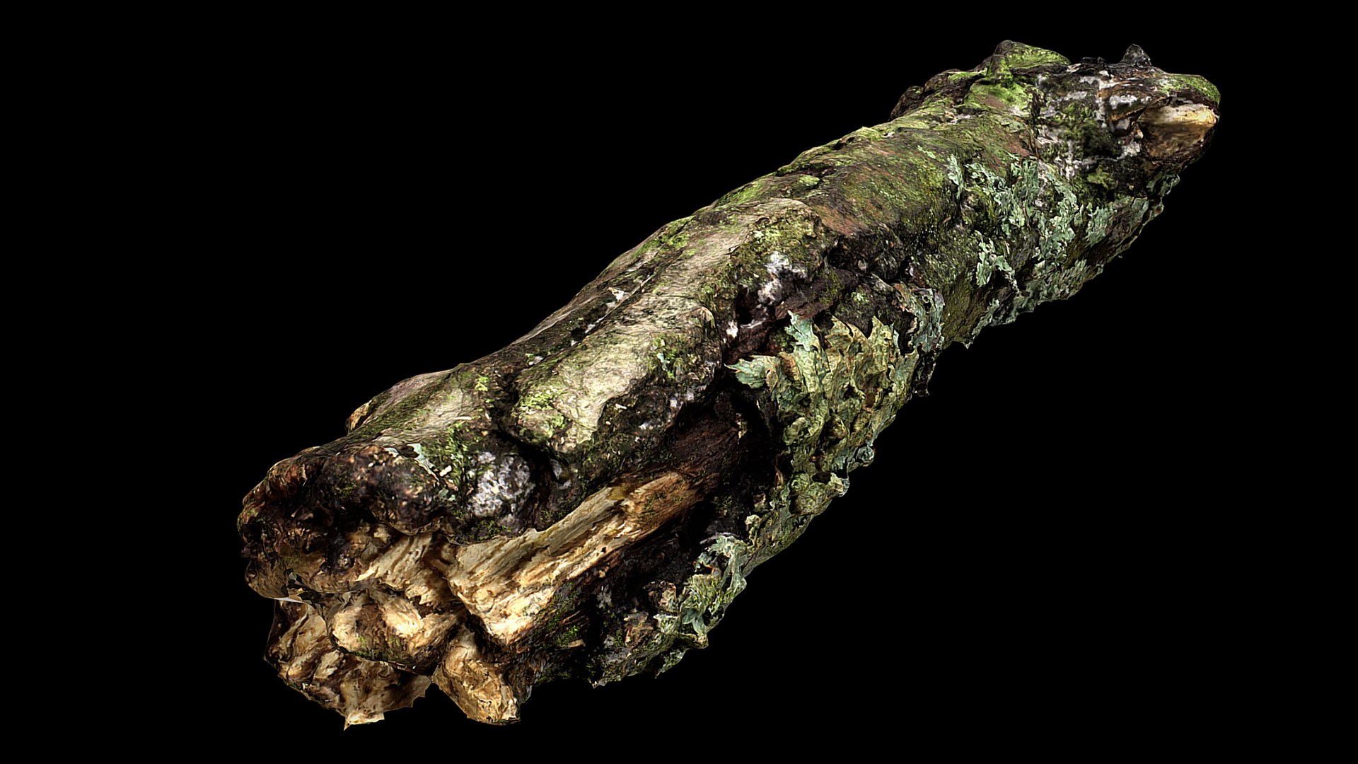 branch broken part tree photogrammetry FREE 3D model https://p.turbosquid.com/ts-thumb/f9/7uxiSv/p8/turbo4/jpg/1721224502/1920x1080/fit_q87/e537c8d814263af837527b6feae9d49b67b16b04/turbo4.jpg