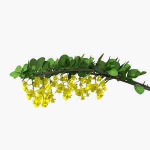 Berberis Branch with Flowers 3D model