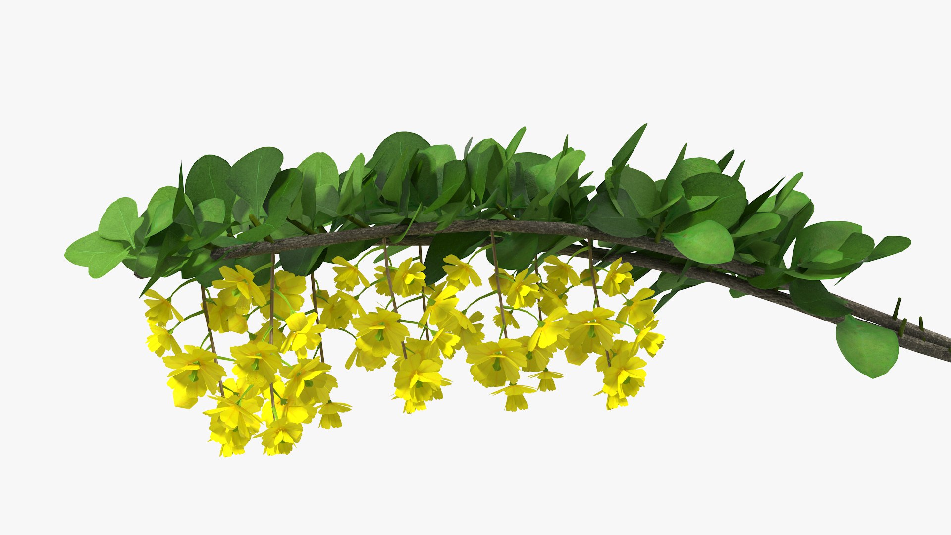 Berberis Branch with Flowers 3D model preview