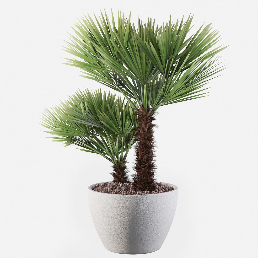 3D Chamaerops palm 04 model https://p.turbosquid.com/ts-thumb/f9/NDrtkH/1d/chamaeropspalm04b/jpg/1665043919/1920x1080/fit_q87/599bb93d2f5bd35ad229149745faedf02536719d/chamaeropspalm04b.jpg
