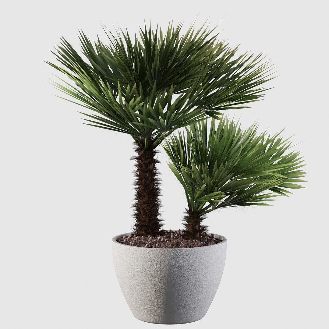 3D Chamaerops palm 04 model https://p.turbosquid.com/ts-thumb/f9/NDrtkH/45/palm10004/jpg/1665043934/1920x1080/fit_q87/f588bacd5ca4eb07f0d2761a528a9831a6531b39/palm10004.jpg