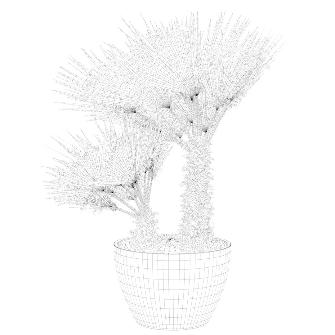 3D Chamaerops palm 04 model https://p.turbosquid.com/ts-thumb/f9/NDrtkH/46/palm1_ctexmap0015/jpg/1665043927/1920x1080/fit_q87/4d7fdfa7eb0df577fa44b3d58a89dc8543100b21/palm1_ctexmap0015.jpg