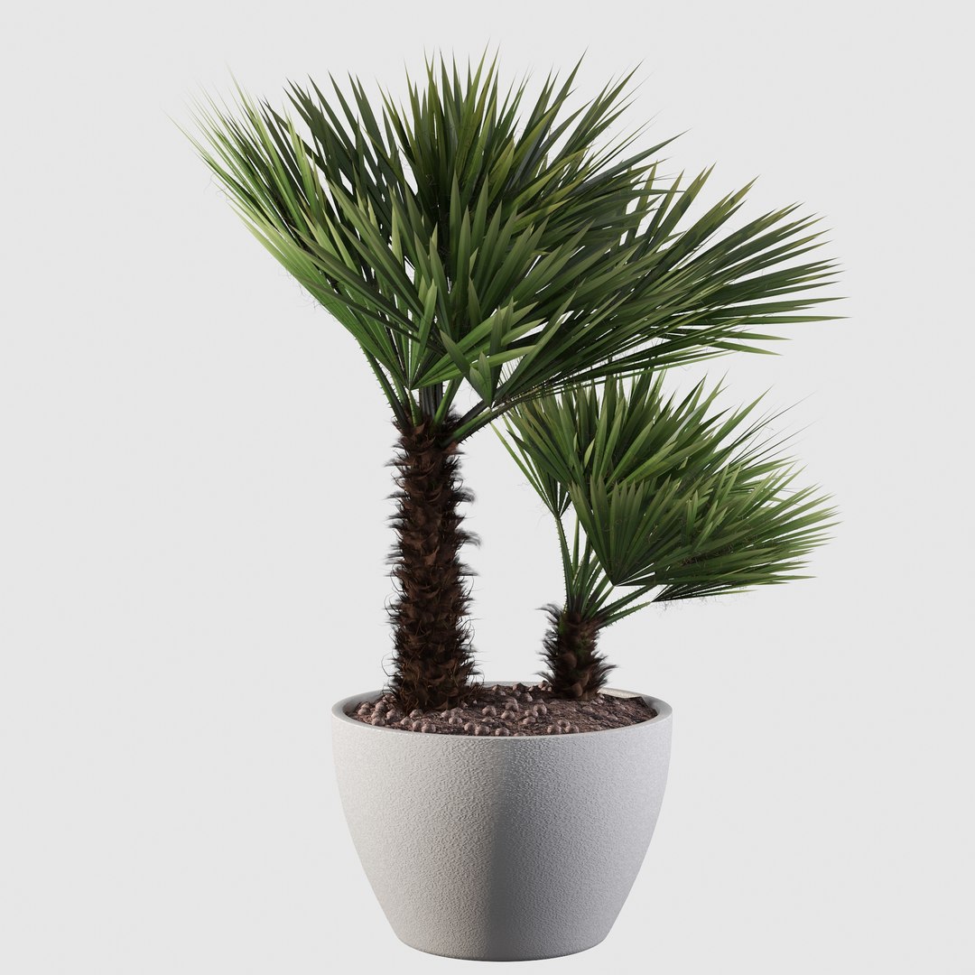 3D Chamaerops palm 04 model https://p.turbosquid.com/ts-thumb/f9/NDrtkH/7b/palm10007/jpg/1665043935/1920x1080/fit_q87/686730026fbabc2927b88aa8a690d846b96e60ae/palm10007.jpg