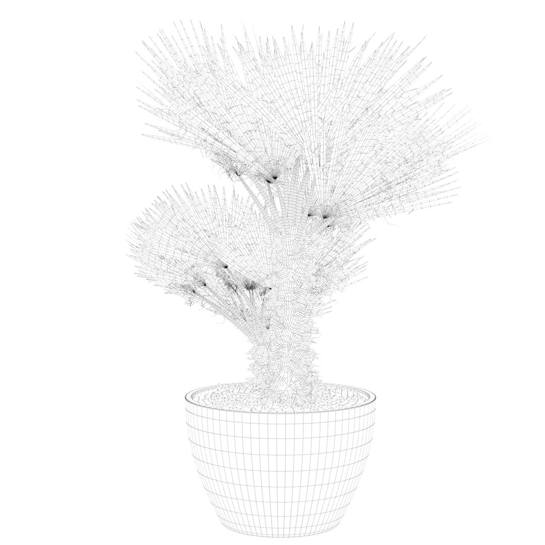 3D Chamaerops palm 04 model https://p.turbosquid.com/ts-thumb/f9/NDrtkH/8J/palm1_ctexmap0011/jpg/1665043925/1920x1080/fit_q87/fd4fe9db9243768f33499c4dd09e2e0291a1120a/palm1_ctexmap0011.jpg
