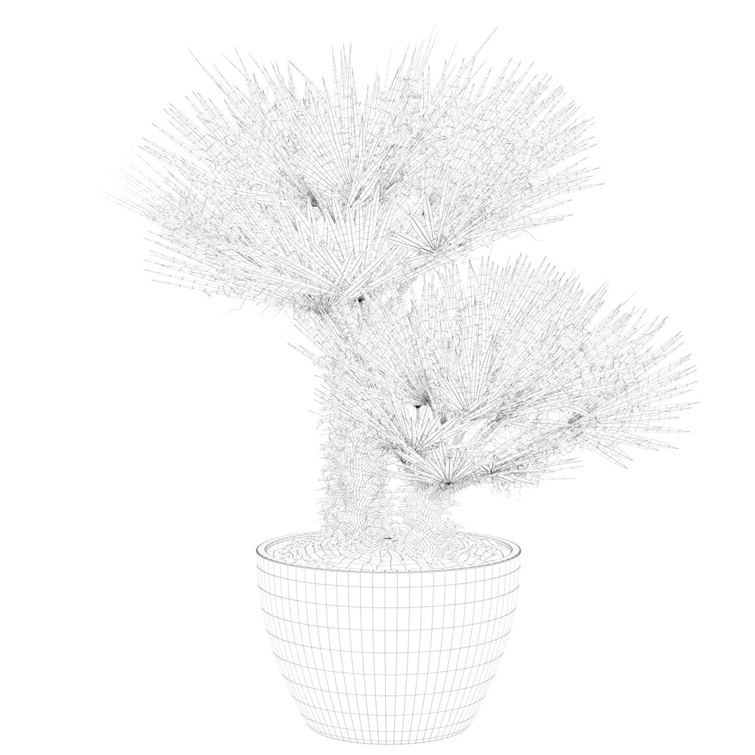 3D Chamaerops palm 04 model https://p.turbosquid.com/ts-thumb/f9/NDrtkH/EA/palm1_ctexmap0023/jpg/1665043931/1920x1080/fit_q87/fbcbf0c2f7659e5a1e18438ff449e047546f196f/palm1_ctexmap0023.jpg