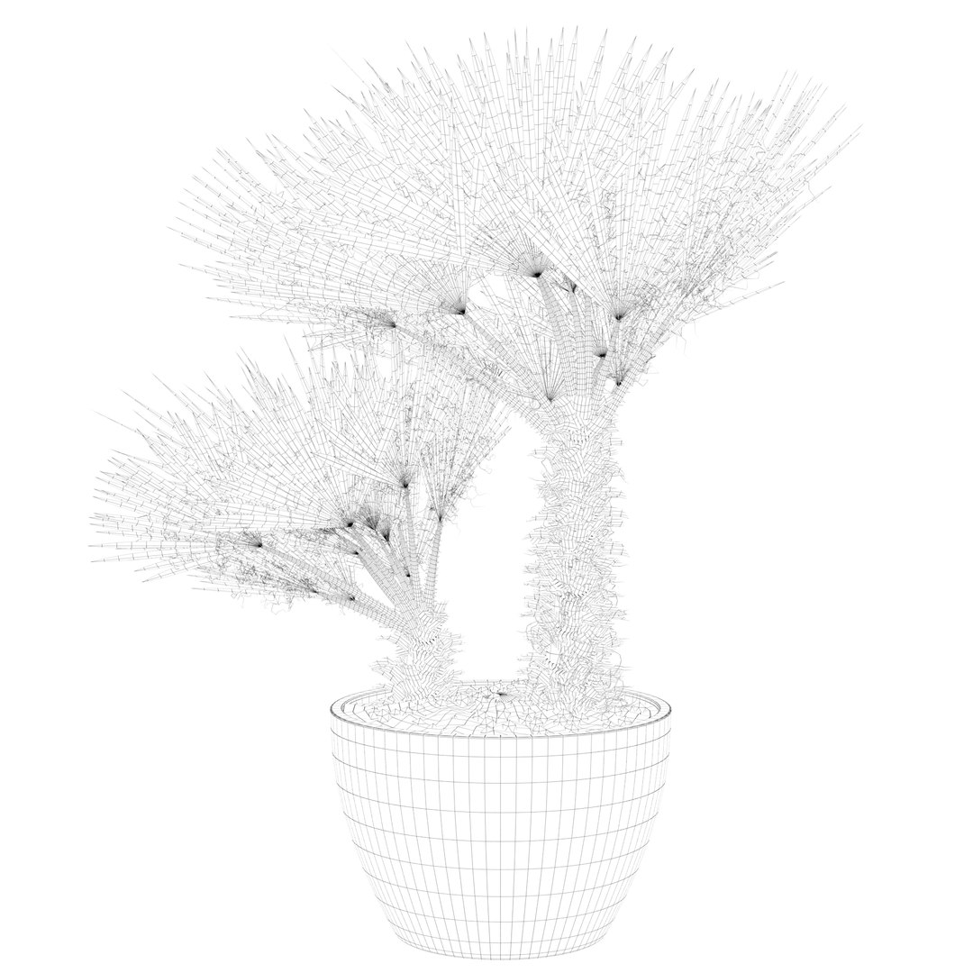 3D Chamaerops palm 04 model https://p.turbosquid.com/ts-thumb/f9/NDrtkH/EE/palm1_ctexmap0014/jpg/1665043926/1920x1080/fit_q87/bc4bfa1452ef8ef23dc9718351978e98a868ba61/palm1_ctexmap0014.jpg