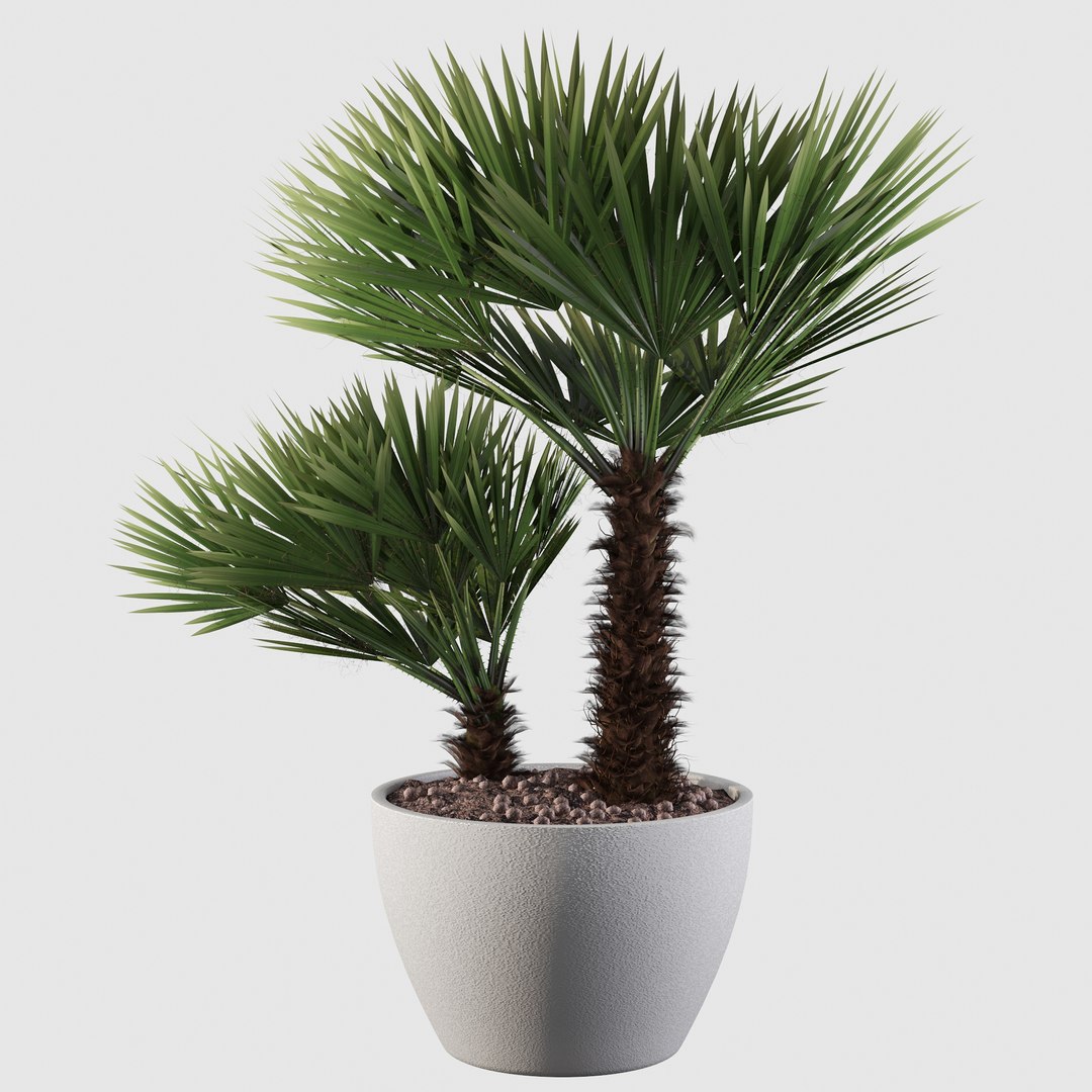 3D Chamaerops palm 04 model https://p.turbosquid.com/ts-thumb/f9/NDrtkH/GS/palm10013/jpg/1665043938/1920x1080/fit_q87/b096f9cdb1c5a54df07c0e940b66e386eea9042a/palm10013.jpg