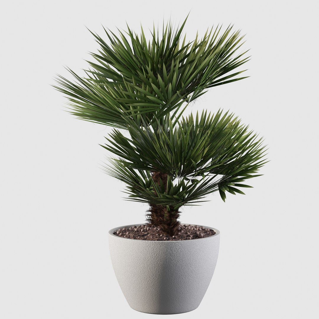 3D Chamaerops palm 04 model https://p.turbosquid.com/ts-thumb/f9/NDrtkH/HR/palm10020/jpg/1665043942/1920x1080/fit_q87/71665abb06092ce73ede775a87cb2157ed4691fe/palm10020.jpg