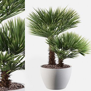 3D Chamaerops palm 04 model