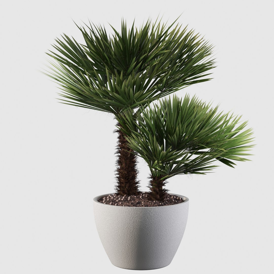 3D Chamaerops palm 04 model https://p.turbosquid.com/ts-thumb/f9/NDrtkH/JO/palm10002/jpg/1665043933/1920x1080/fit_q87/f5ec75ab8d5ac5b6b1d5837545fab3f9b46902bc/palm10002.jpg