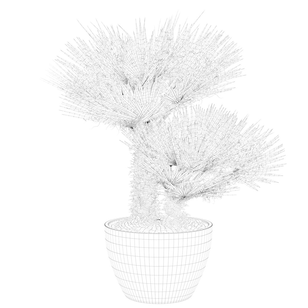 3D Chamaerops palm 04 model https://p.turbosquid.com/ts-thumb/f9/NDrtkH/K0/palm1_ctexmap0024/jpg/1665043932/1920x1080/fit_q87/50f9d51887492c3edcc03bd245c886115dfd6781/palm1_ctexmap0024.jpg