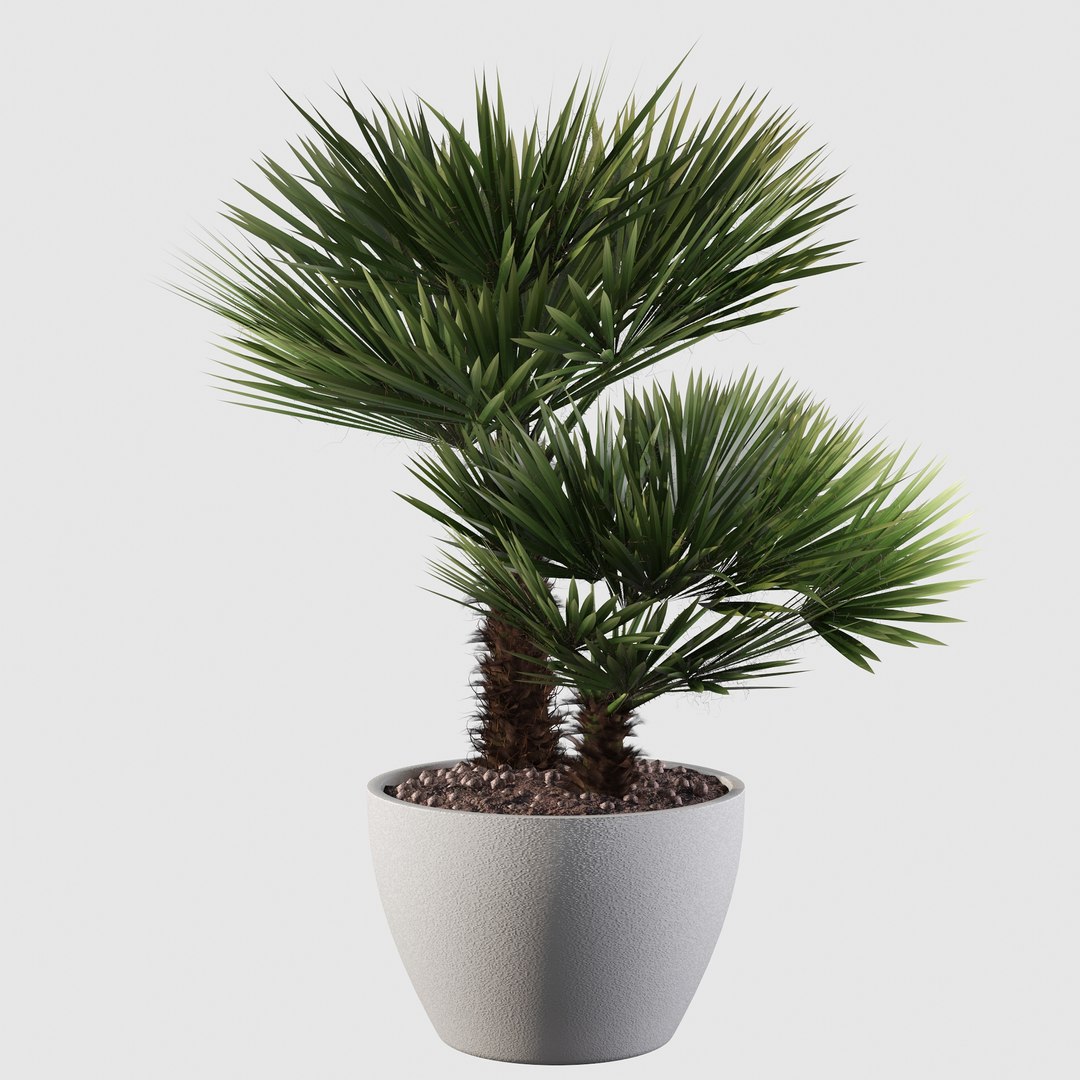 3D Chamaerops palm 04 model https://p.turbosquid.com/ts-thumb/f9/NDrtkH/KS/palm10022/jpg/1665043943/1920x1080/fit_q87/e6a19bb3b4eb882a4e827be4c985337be3e13369/palm10022.jpg