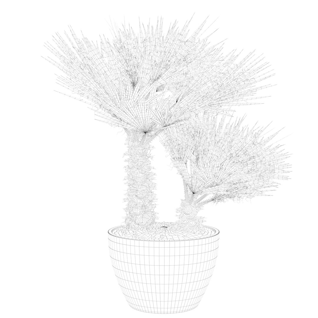3D Chamaerops palm 04 model https://p.turbosquid.com/ts-thumb/f9/NDrtkH/ND/palm1_ctexmap0005/jpg/1665043922/1920x1080/fit_q87/ff51919b3f65cb66c2ab41f2ba0743166ebac852/palm1_ctexmap0005.jpg