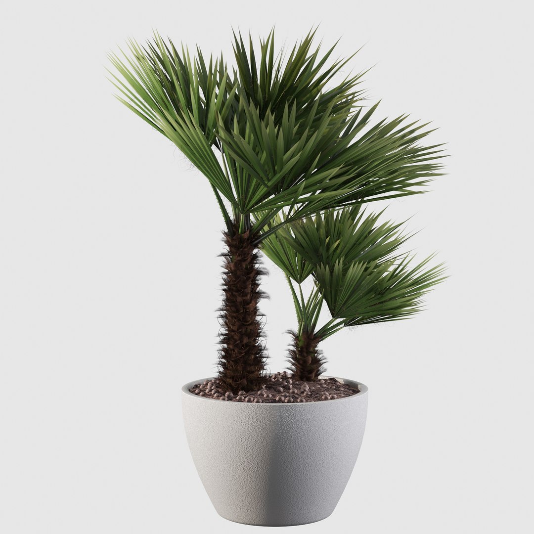 3D Chamaerops palm 04 model https://p.turbosquid.com/ts-thumb/f9/NDrtkH/NS/palm10008/jpg/1665043936/1920x1080/fit_q87/333dcaf11043c7951eb4265f856eb60927c4d28b/palm10008.jpg