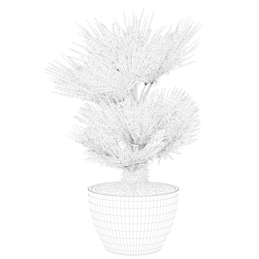 3D Chamaerops palm 04 model https://p.turbosquid.com/ts-thumb/f9/NDrtkH/Nx/palm1_ctexmap0019/jpg/1665043929/1920x1080/fit_q87/55d321ec495c6c2acad1c1d381587533acb7555b/palm1_ctexmap0019.jpg