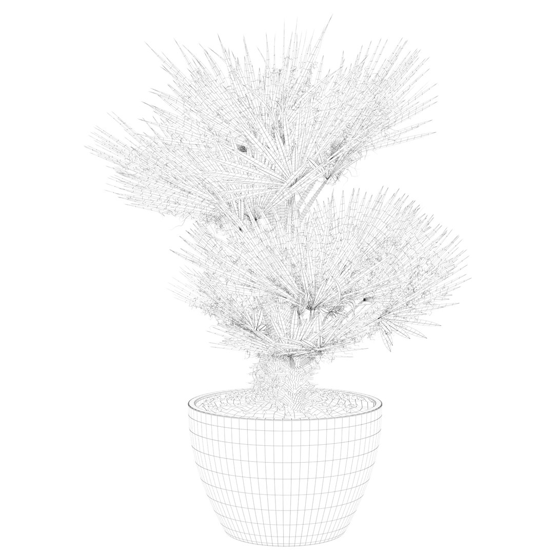 3D Chamaerops palm 04 model https://p.turbosquid.com/ts-thumb/f9/NDrtkH/R6/palm1_ctexmap0020/jpg/1665043929/1920x1080/fit_q87/801ebf86bb118615ce4503596705cfb793e64e28/palm1_ctexmap0020.jpg