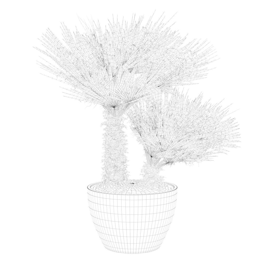 3D Chamaerops palm 04 model https://p.turbosquid.com/ts-thumb/f9/NDrtkH/Yt/palm1_ctexmap0004/jpg/1665043921/1920x1080/fit_q87/b2e2bba47f4632ec011f35cabfcd46b55fb78adf/palm1_ctexmap0004.jpg