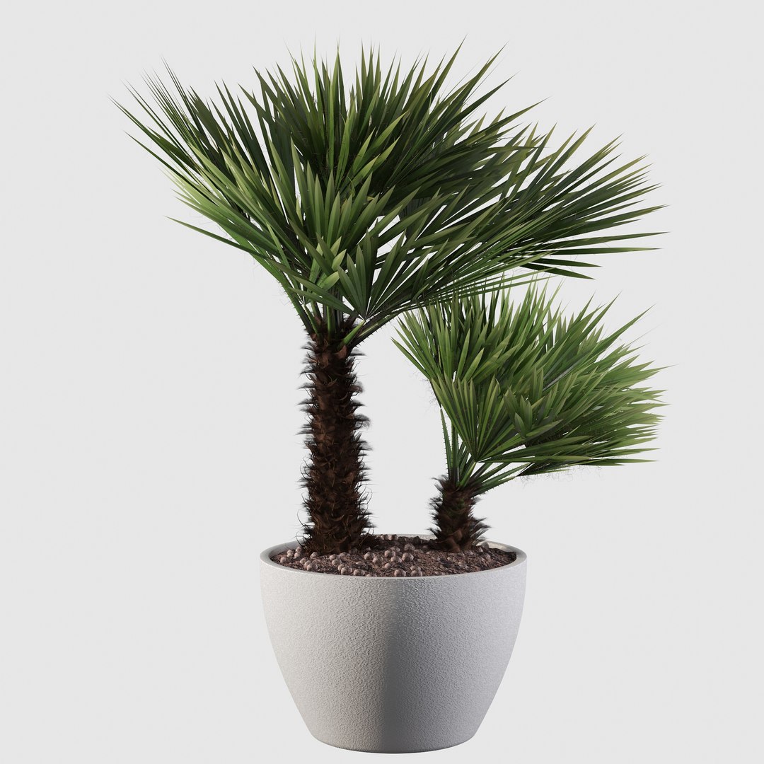 3D Chamaerops palm 04 model https://p.turbosquid.com/ts-thumb/f9/NDrtkH/cA/palm10006/jpg/1665043935/1920x1080/fit_q87/765aa3bf75866f0023c41c59d66ca1d7b2fba273/palm10006.jpg