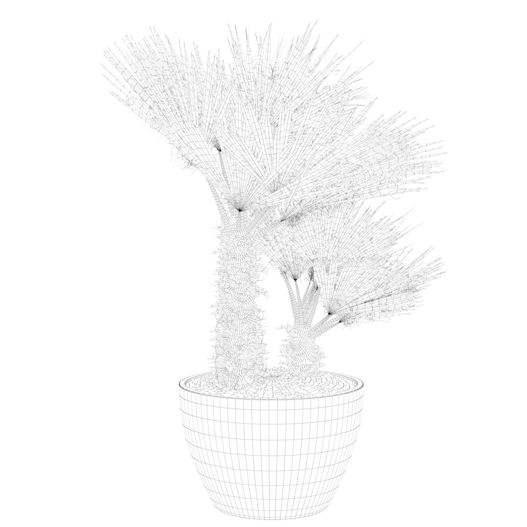 3D Chamaerops palm 04 model https://p.turbosquid.com/ts-thumb/f9/NDrtkH/ct/palm1_ctexmap0008/jpg/1665043923/1920x1080/fit_q87/57944dbac002831961c61aad781512ba7d30d072/palm1_ctexmap0008.jpg