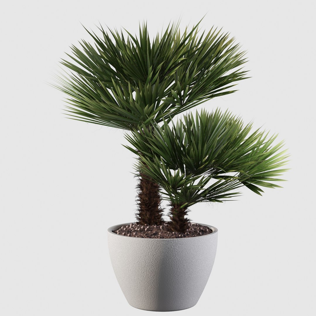 3D Chamaerops palm 04 model https://p.turbosquid.com/ts-thumb/f9/NDrtkH/dI/palm10023/jpg/1665043943/1920x1080/fit_q87/952870b4ab37f77e20371de951283a6638d275e8/palm10023.jpg