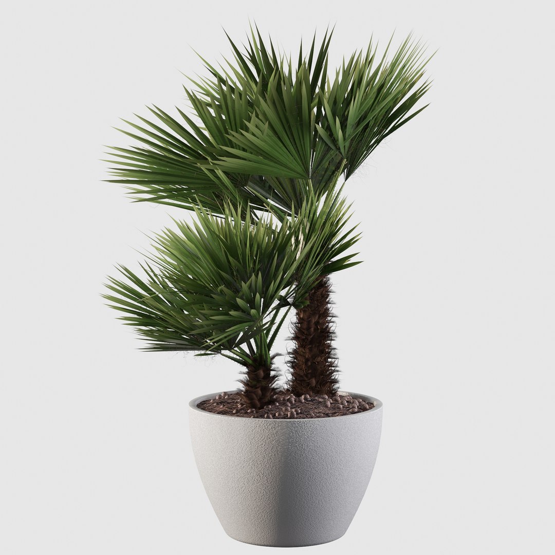 3D Chamaerops palm 04 model https://p.turbosquid.com/ts-thumb/f9/NDrtkH/dv/palm10017/jpg/1665043940/1920x1080/fit_q87/62b0e3e3d008b0d40de933aa66926cc4ce042814/palm10017.jpg