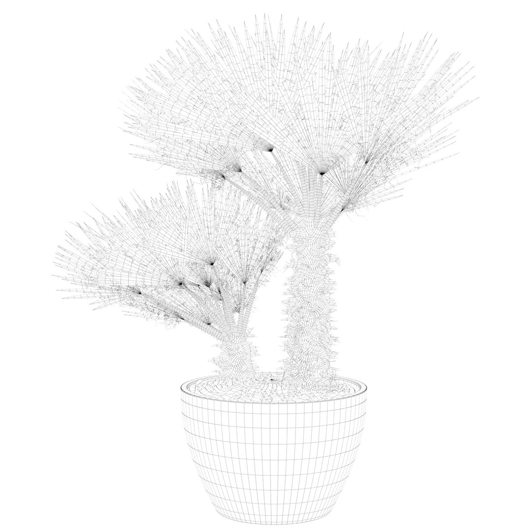 3D Chamaerops palm 04 model https://p.turbosquid.com/ts-thumb/f9/NDrtkH/go/palm1_ctexmap0013/jpg/1665043927/1920x1080/fit_q87/da7fdf352a16849f4a6806344725c21364e8609d/palm1_ctexmap0013.jpg