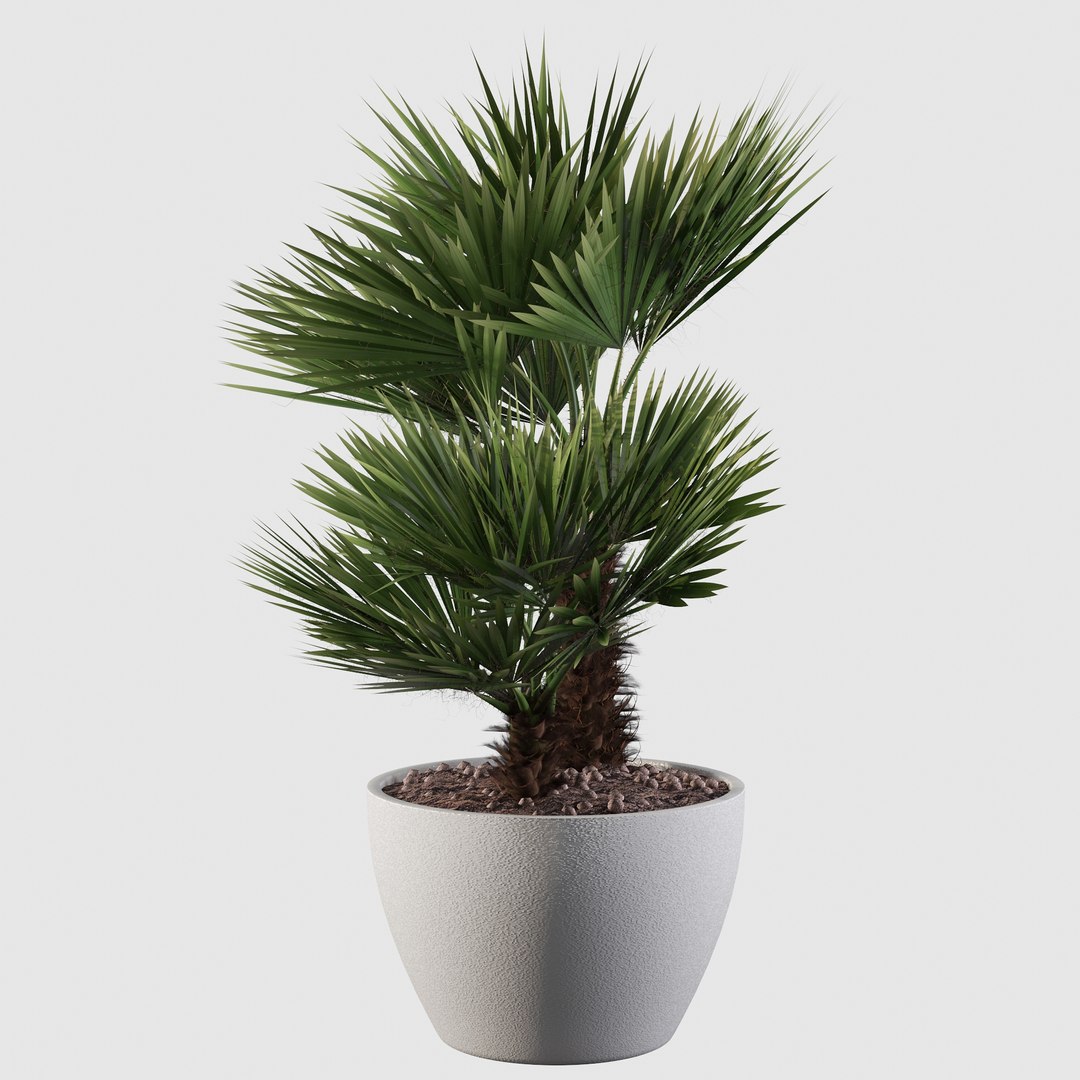 3D Chamaerops palm 04 model https://p.turbosquid.com/ts-thumb/f9/NDrtkH/h0/palm10018/jpg/1665043941/1920x1080/fit_q87/770ad41391feed407788330a4c7076c3ed653af2/palm10018.jpg