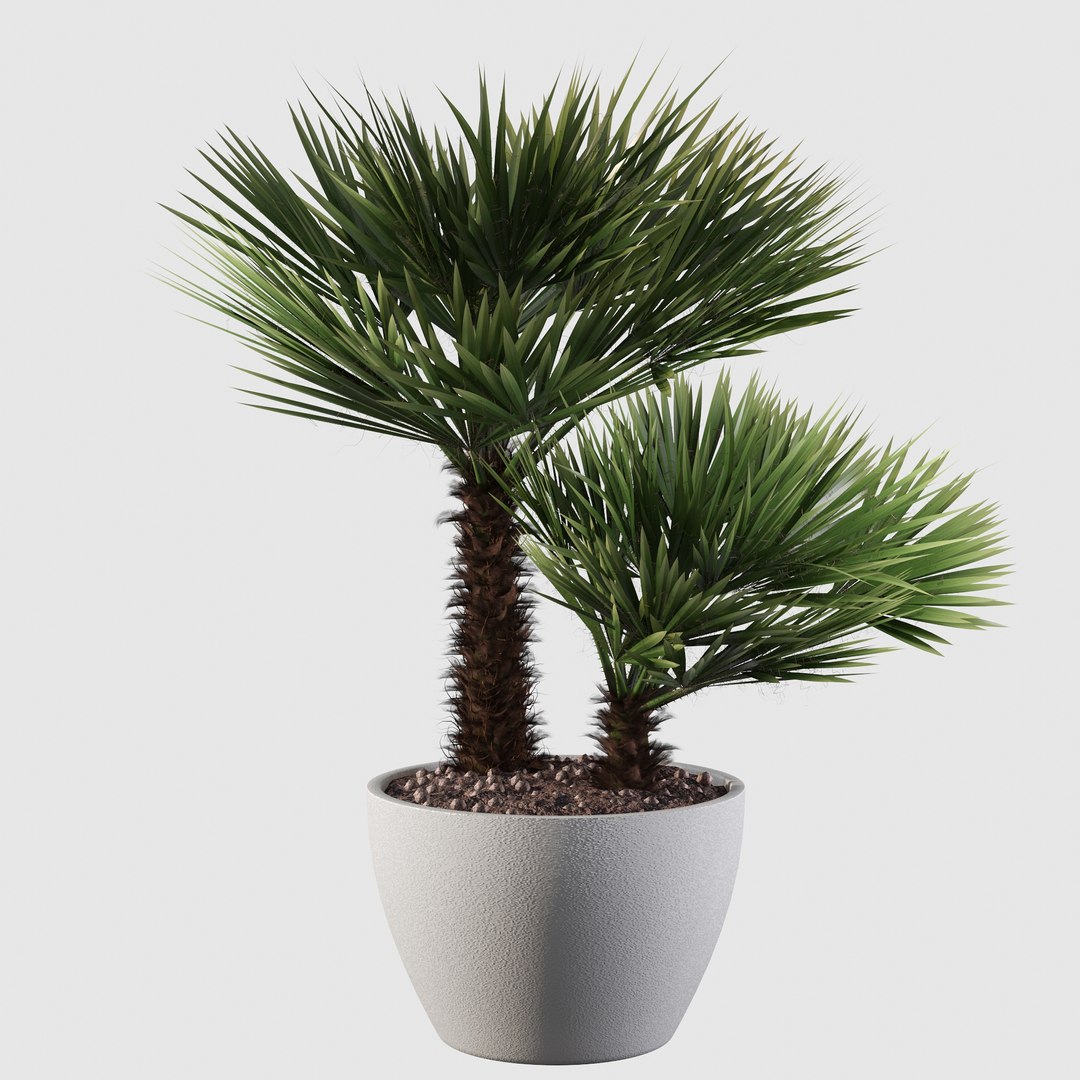 3D Chamaerops palm 04 model https://p.turbosquid.com/ts-thumb/f9/NDrtkH/kk/palm10003/jpg/1665043933/1920x1080/fit_q87/f8a1add0d74d35ac7c43db7a83c6fbe2e4c3d88e/palm10003.jpg