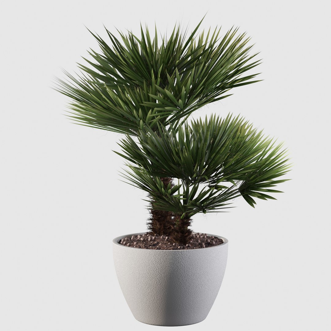 3D Chamaerops palm 04 model https://p.turbosquid.com/ts-thumb/f9/NDrtkH/l1/palm10021/jpg/1665043942/1920x1080/fit_q87/df9b096c368e6ae5661e2a078aab6e582666bd7e/palm10021.jpg