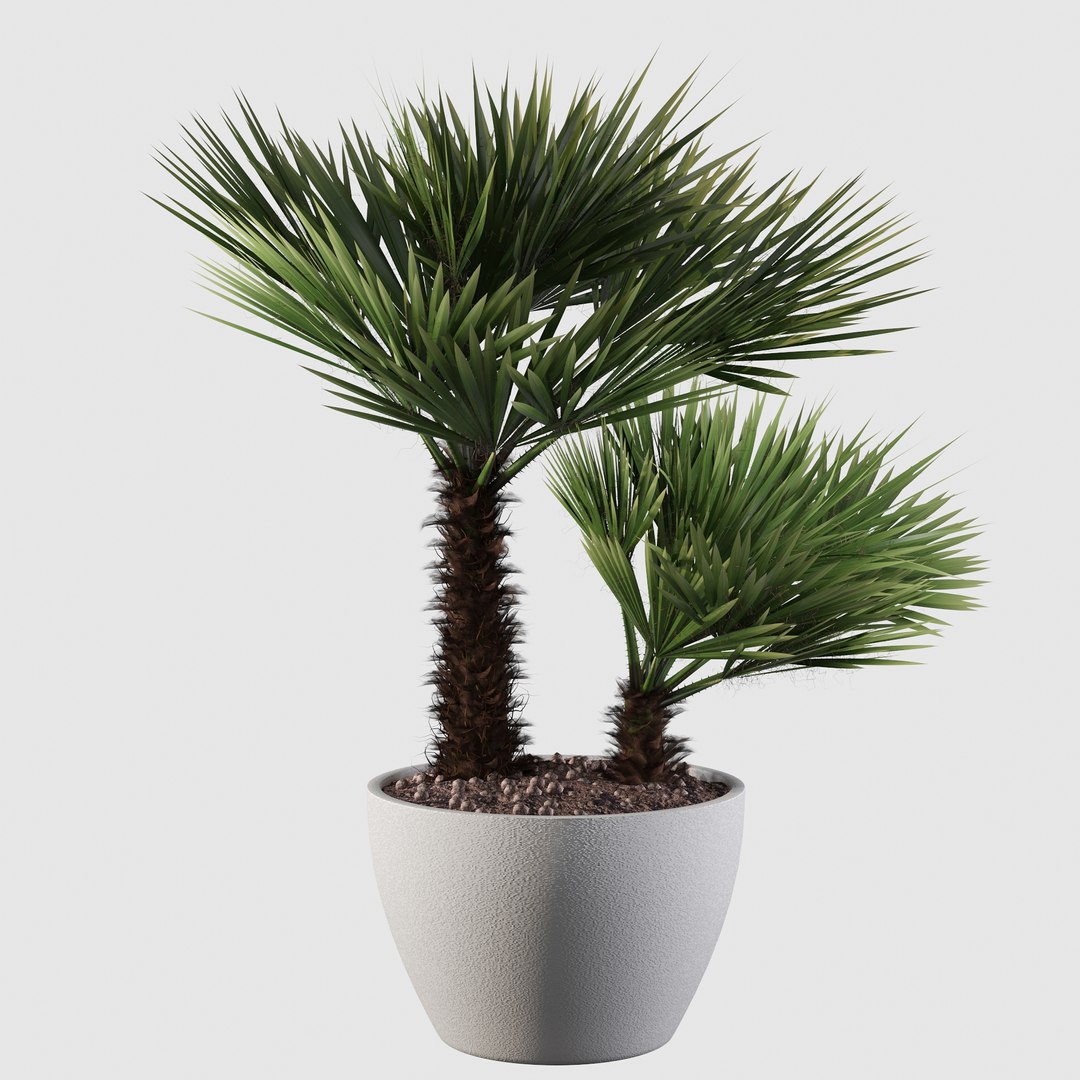 3D Chamaerops palm 04 model https://p.turbosquid.com/ts-thumb/f9/NDrtkH/la/palm10005/jpg/1665043935/1920x1080/fit_q87/5943fac27036e1f0cedbf4c841036a7a95047788/palm10005.jpg