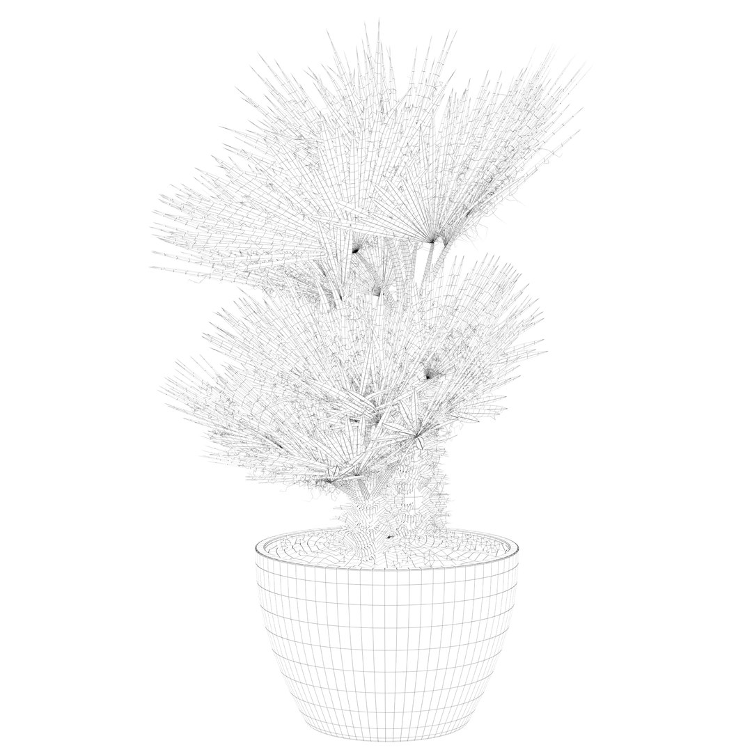 3D Chamaerops palm 04 model https://p.turbosquid.com/ts-thumb/f9/NDrtkH/nT/palm1_ctexmap0018/jpg/1665043928/1920x1080/fit_q87/9362758448b4d1200cf43c99dceccc5e3aef2def/palm1_ctexmap0018.jpg