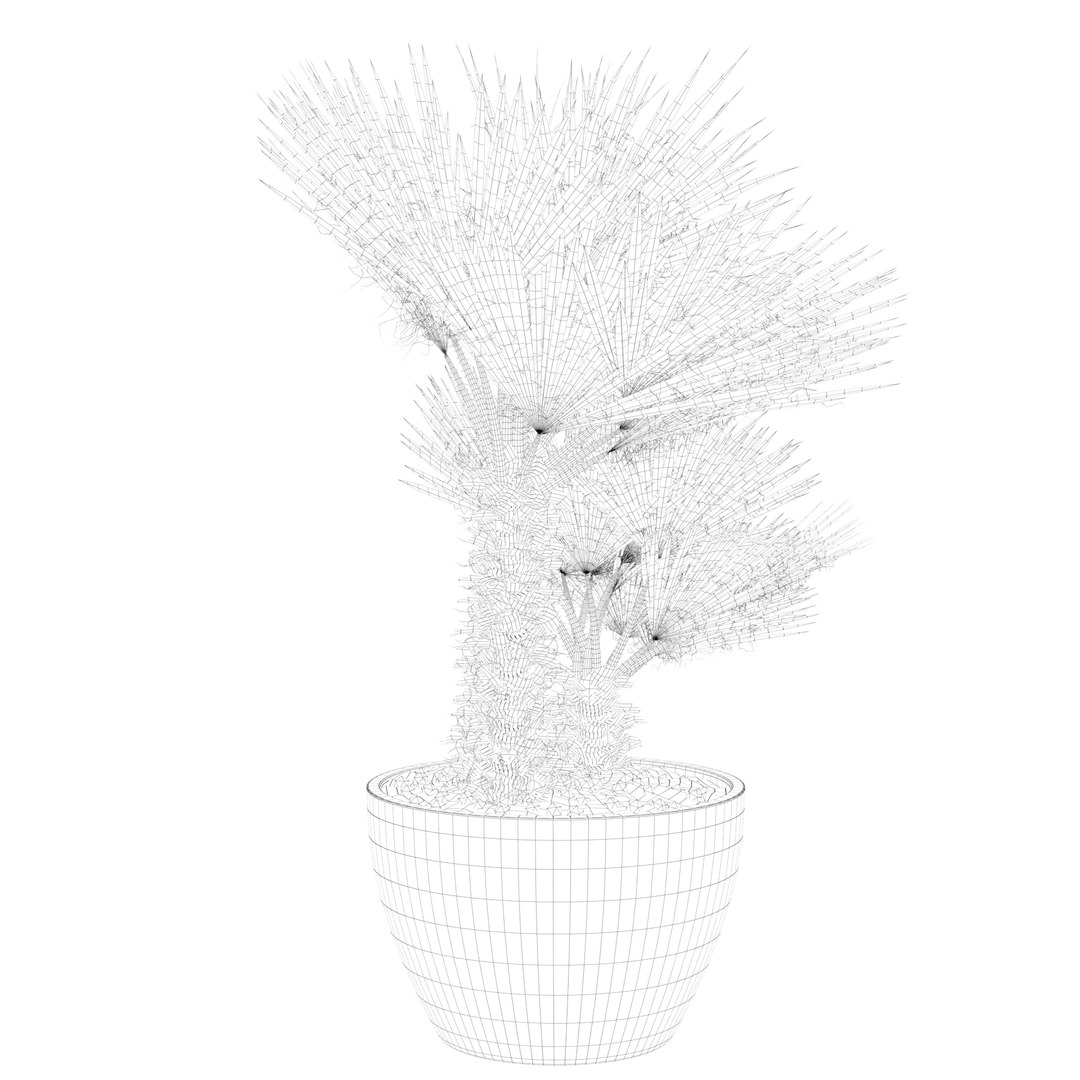 3D Chamaerops palm 04 model https://p.turbosquid.com/ts-thumb/f9/NDrtkH/nb/palm1_ctexmap0009/jpg/1665043924/1920x1080/fit_q87/24ad2ac56184023797e4ccef319ccebd86957b50/palm1_ctexmap0009.jpg