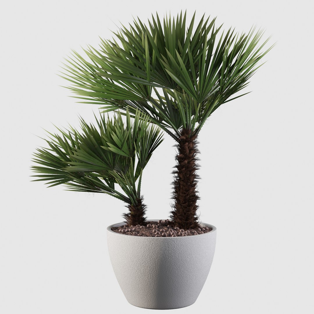 3D Chamaerops palm 04 model https://p.turbosquid.com/ts-thumb/f9/NDrtkH/rB/palm10014/jpg/1665043939/1920x1080/fit_q87/32a7f7fcaf14d29671cb19927d27d29fe4ae5ca6/palm10014.jpg