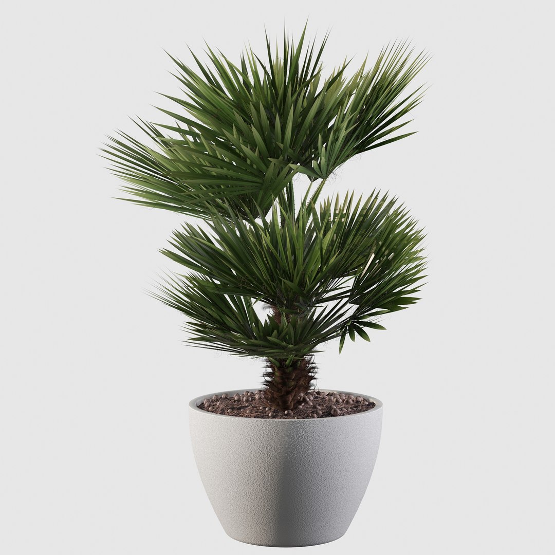 3D Chamaerops palm 04 model https://p.turbosquid.com/ts-thumb/f9/NDrtkH/rP/palm10019/jpg/1665043941/1920x1080/fit_q87/0f72bca652e80ce0656c732f220f5d1a77616439/palm10019.jpg