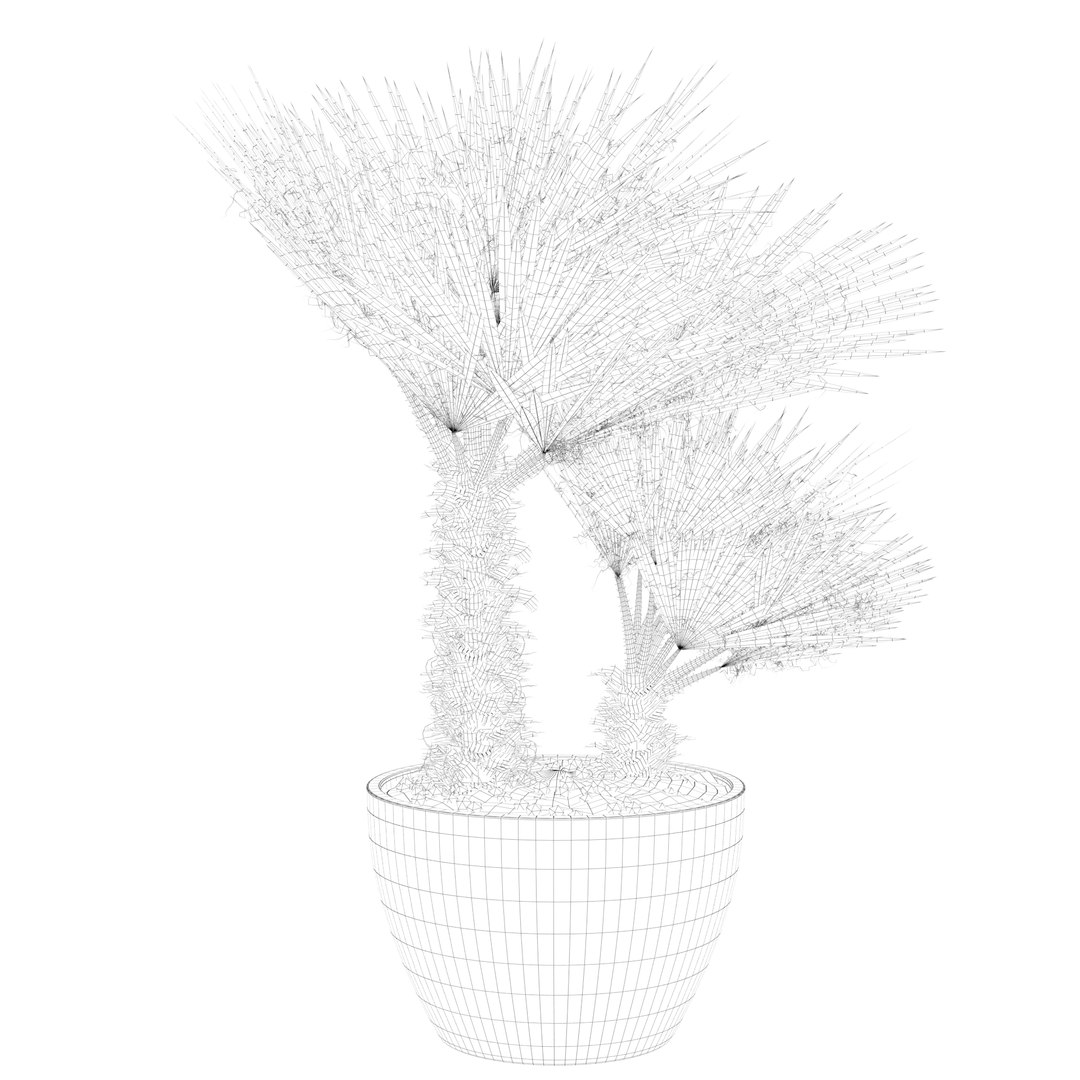 3D Chamaerops palm 04 model https://p.turbosquid.com/ts-thumb/f9/NDrtkH/sq/palm1_ctexmap0007/jpg/1665043923/1920x1080/fit_q87/053265c33e6db185fcf045e968871033c41d941b/palm1_ctexmap0007.jpg