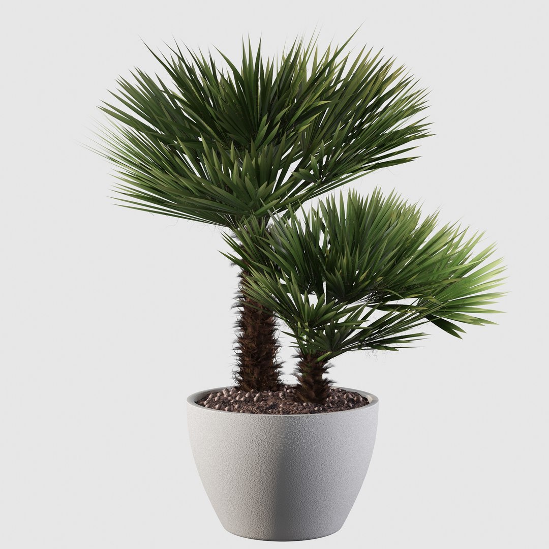 3D Chamaerops palm 04 model https://p.turbosquid.com/ts-thumb/f9/NDrtkH/uL/palm10001/jpg/1665043932/1920x1080/fit_q87/b80ba93807b61c597ccbc2a8f6d064406805ed06/palm10001.jpg