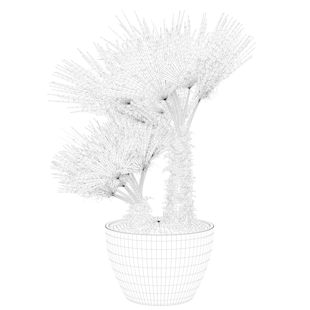 3D Chamaerops palm 04 model https://p.turbosquid.com/ts-thumb/f9/NDrtkH/w1/palm1_ctexmap0016/jpg/1665043927/1920x1080/fit_q87/90697c1a4a2f5f4901da8fa000f444769e0c00c3/palm1_ctexmap0016.jpg