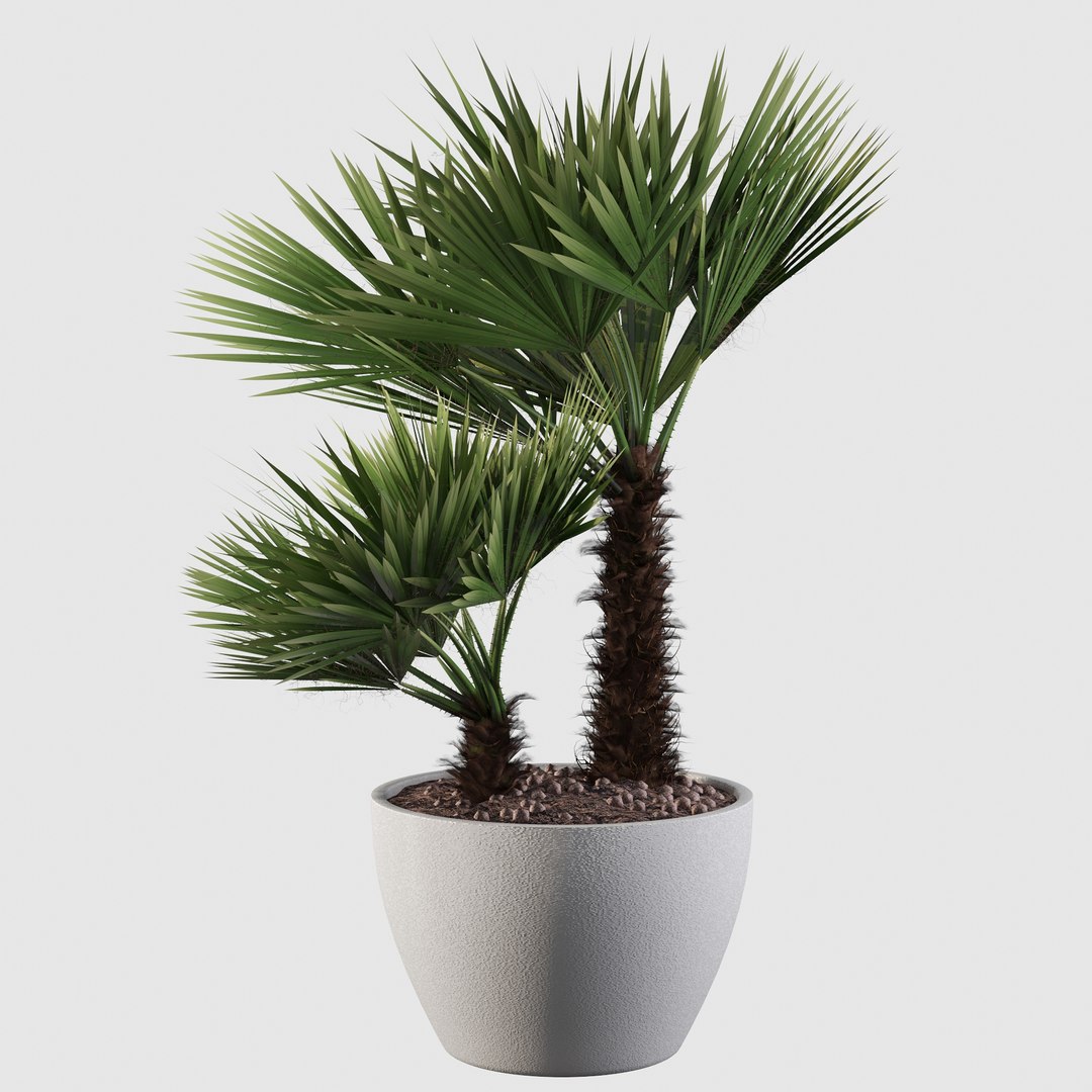3D Chamaerops palm 04 model https://p.turbosquid.com/ts-thumb/f9/NDrtkH/wr/palm10016/jpg/1665043940/1920x1080/fit_q87/c57d6727b2d5be1daad348c9fac17144355ebcd9/palm10016.jpg