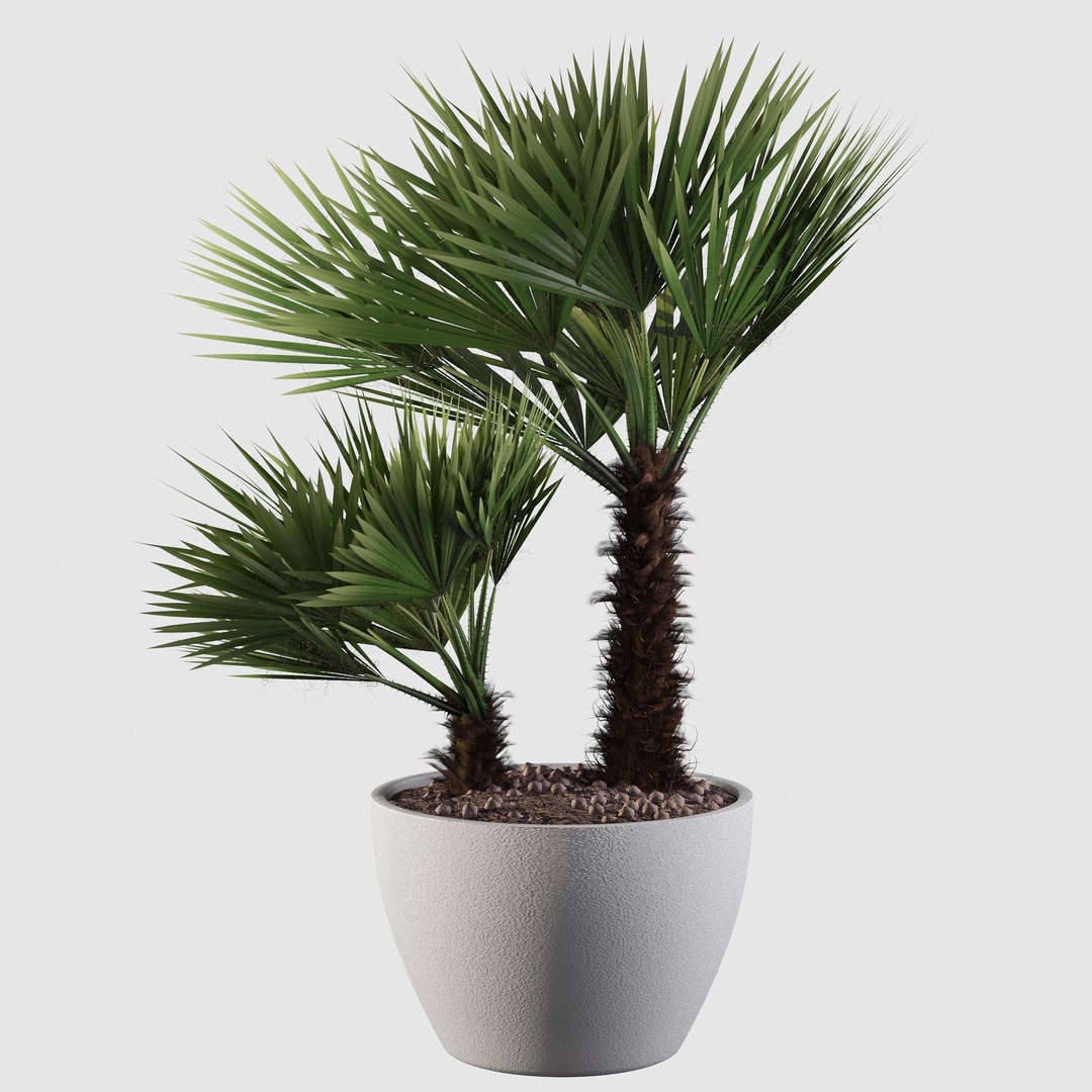 3D Chamaerops palm 04 model https://p.turbosquid.com/ts-thumb/f9/NDrtkH/xe/palm10015/jpg/1665043939/1920x1080/fit_q87/f85dd9a5d6f1e898850144486248a92b04853c4d/palm10015.jpg