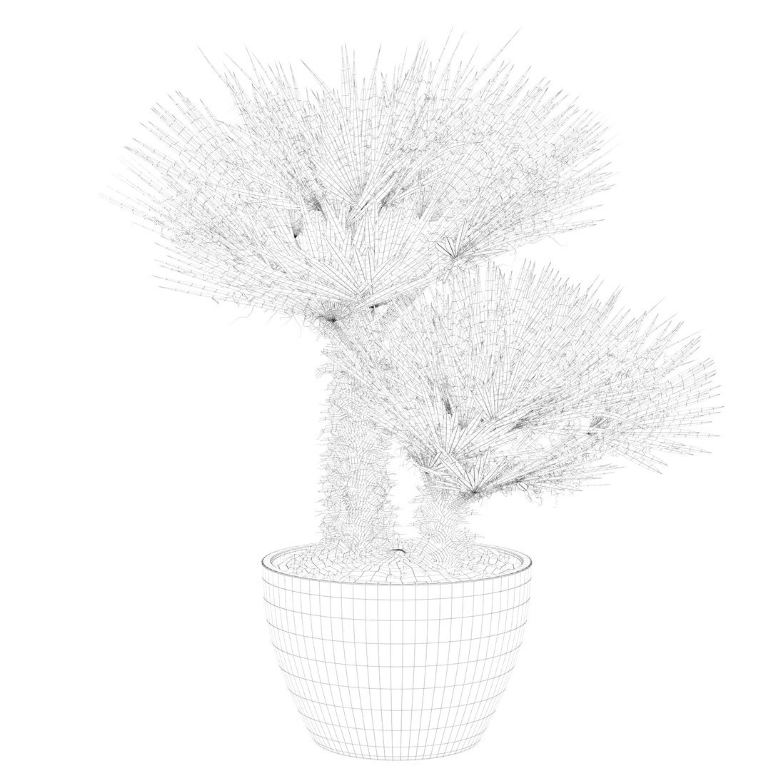 3D Chamaerops palm 04 model https://p.turbosquid.com/ts-thumb/f9/NDrtkH/yO/palm1_ctexmap0002/jpg/1665043921/1920x1080/fit_q87/9fc678938f3d1d0b9432537ff5d95157aedbd7ae/palm1_ctexmap0002.jpg