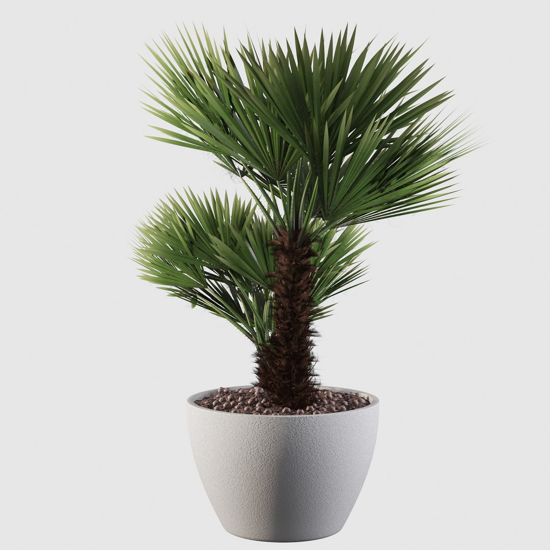 3D Chamaerops palm 04 model https://p.turbosquid.com/ts-thumb/f9/NDrtkH/zN/palm10011/jpg/1665043937/1920x1080/fit_q87/ea5c1f2822628f4e12de751ab49048ddbceff63c/palm10011.jpg
