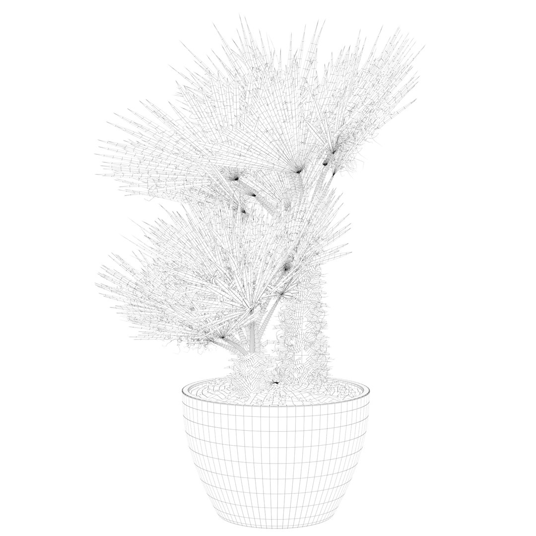 3D Chamaerops palm 04 model https://p.turbosquid.com/ts-thumb/f9/NDrtkH/zl/palm1_ctexmap0017/jpg/1665043928/1920x1080/fit_q87/8bc8e9ce4669e21e5f8f9666ff066a348dc97ce5/palm1_ctexmap0017.jpg