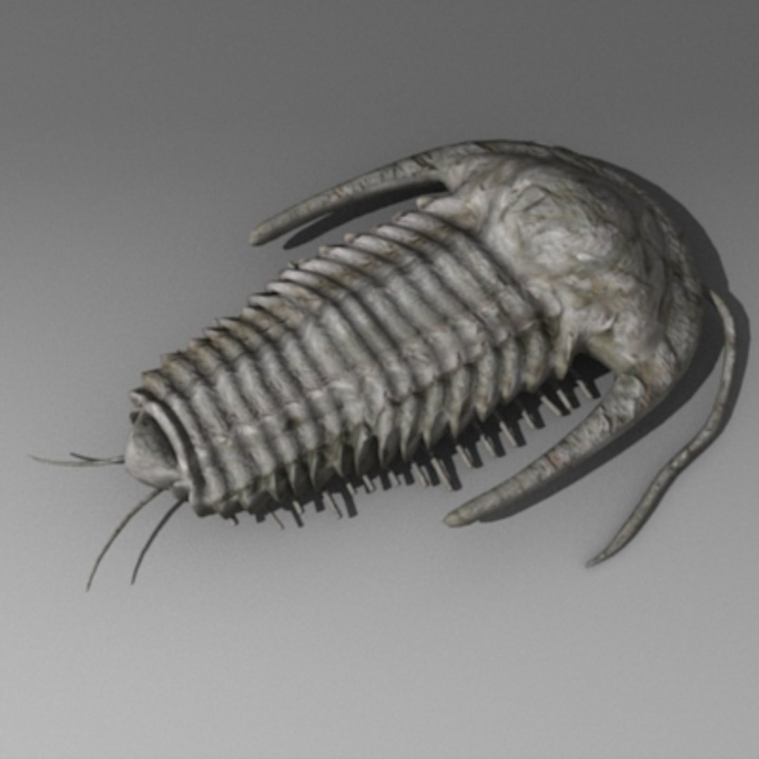 Trilobite Tri 3d Model