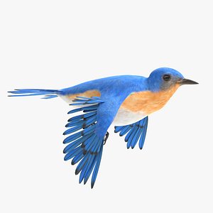 3D bluebird animations model